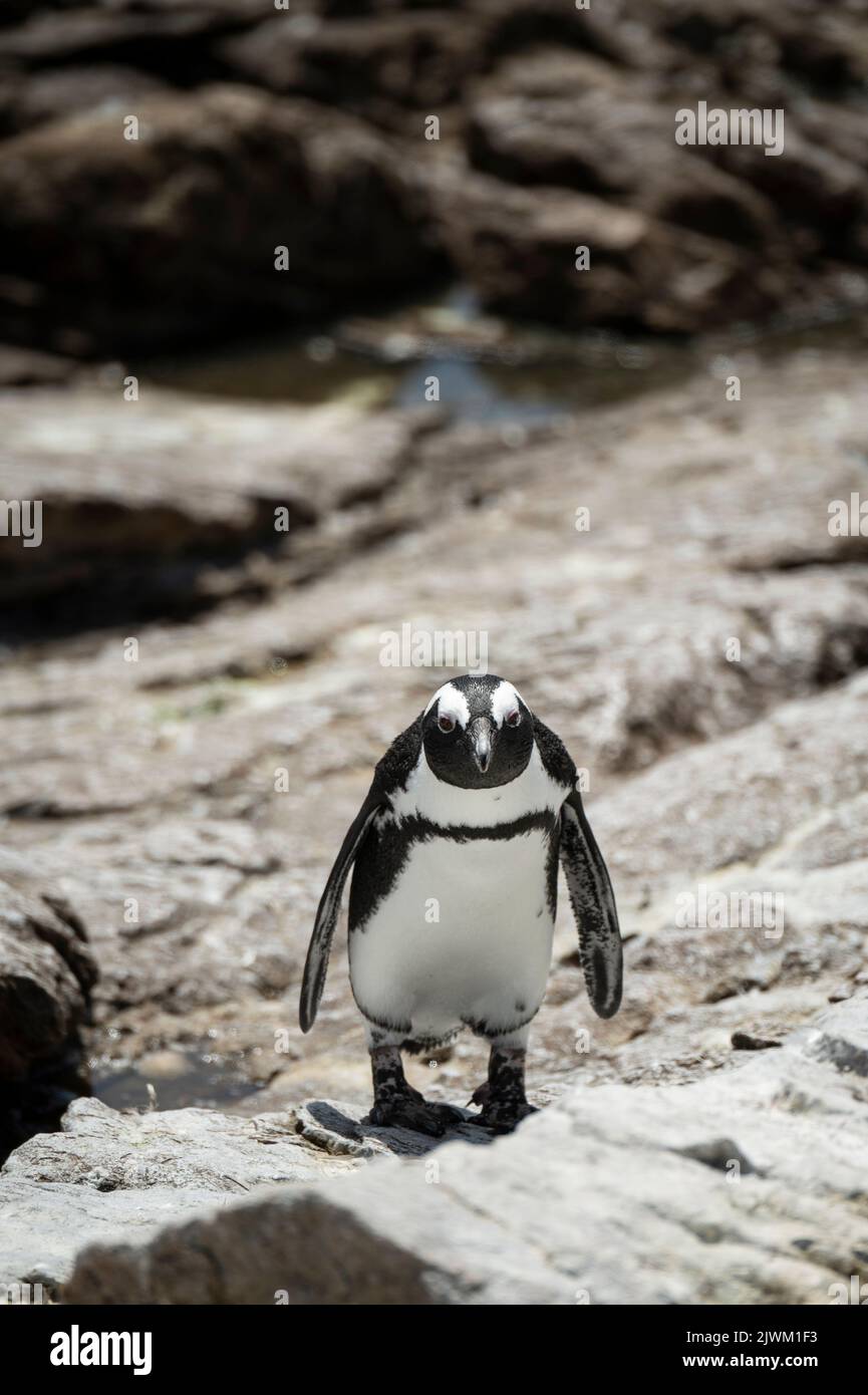 Betty's Bay Penguin Colony, Westkap, Südafrika Stockfoto
