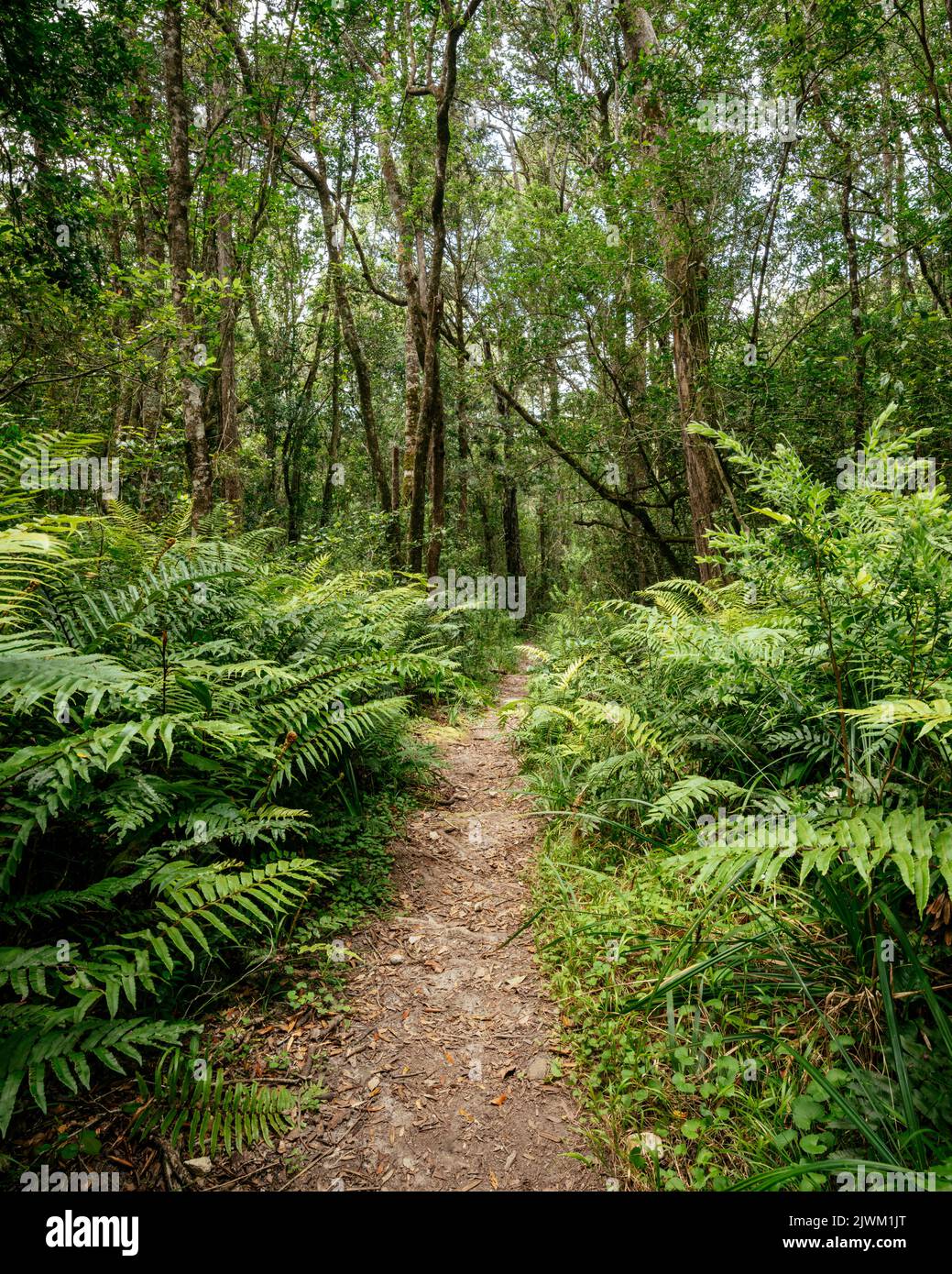 Garden of Eden Forest, Greater Plettenberg Bay, Western Cape, Südafrika Stockfoto