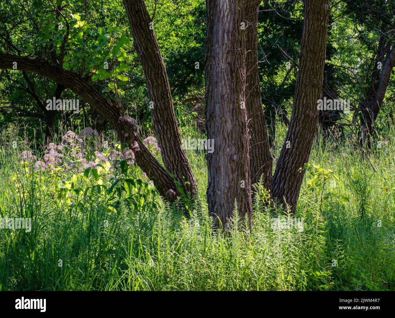 Cottonwood Bäume beschatten ein Savannengebiet mit Wildblumen darunter, Rock Run Forest Preserve, will County, Illinois Stockfoto