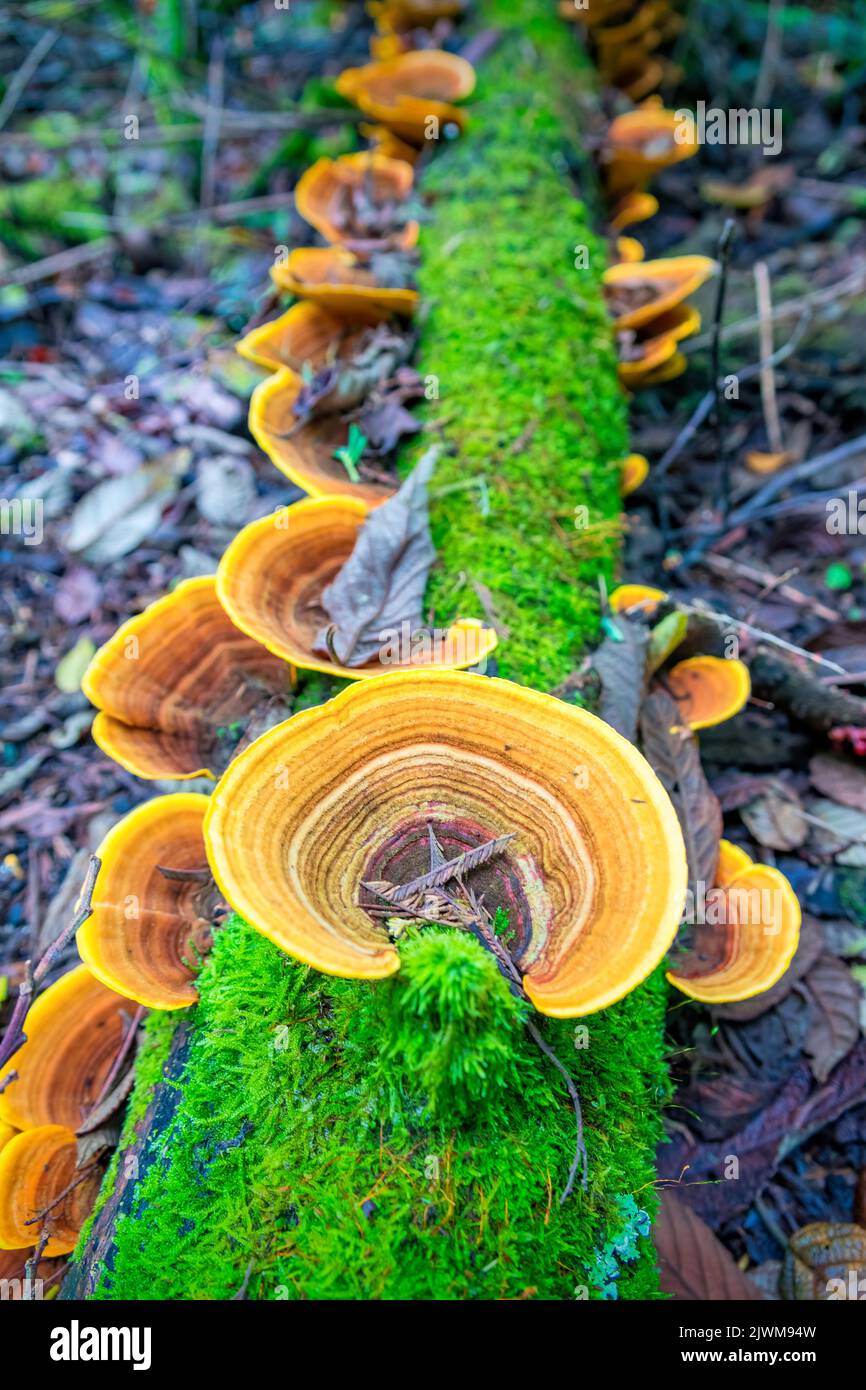 Pilze im Tarra Bulga National Park, Victoria, Australien Stockfoto