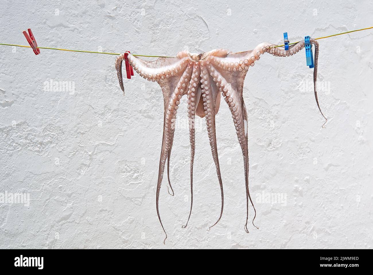 Tintenfisch hängt zum Trocknen am Seil mit bunten Klamotten Stockfoto