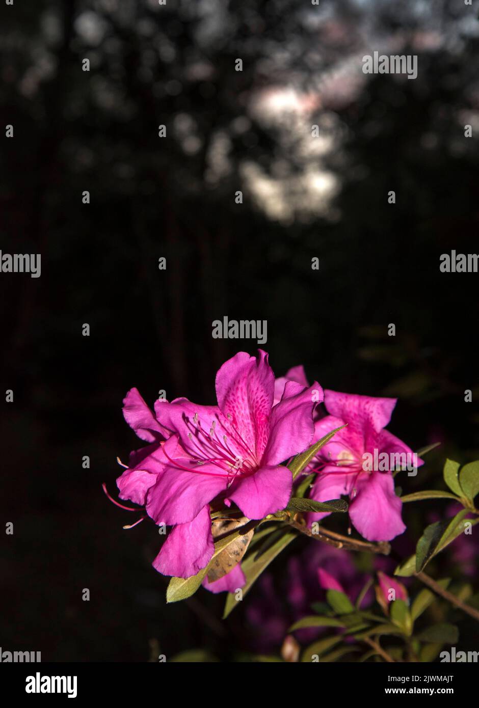 Azaleen blühen im Frühling am späten Nachmittag im Norden von Zentral-Florida. Stockfoto