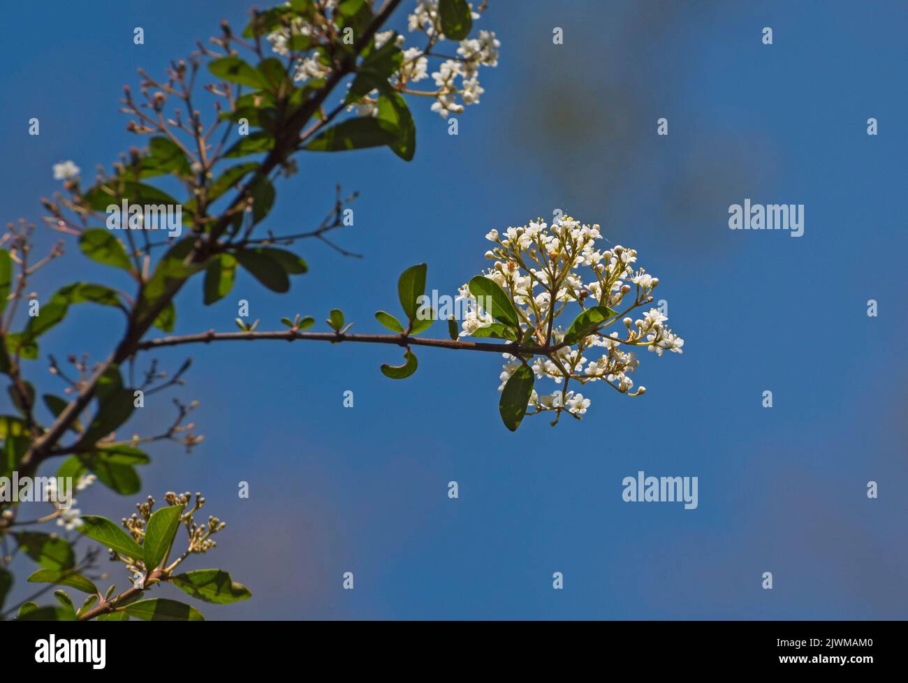 Kleiner blühender Baum im frühen Frühling in Nord-Zentral-Florida. Stockfoto
