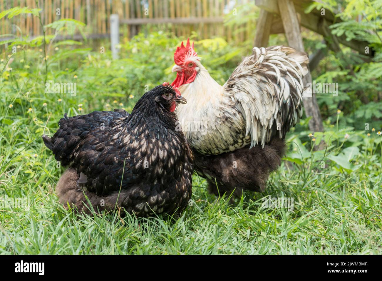 Männliche und weibliche Hühner ( Hahn und Henne ) Orpington Silber im Hinterhof auf grünem Gras. Stockfoto