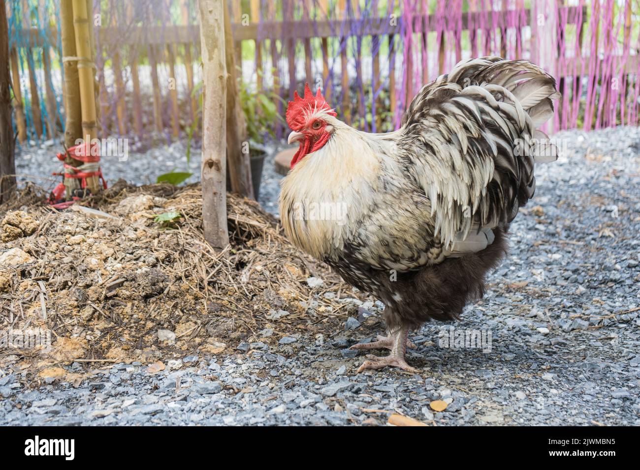 Silbernes Huhn von Orpington. Ein Hahn im Hinterhof, der auf dem Boden steht, ist aus zerkleinertem Stein. Stockfoto