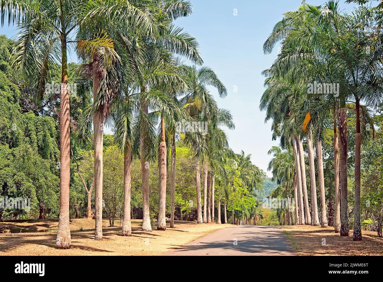 Der Blick auf die Palmenallee im Peradeniya Royal Botanical Park in