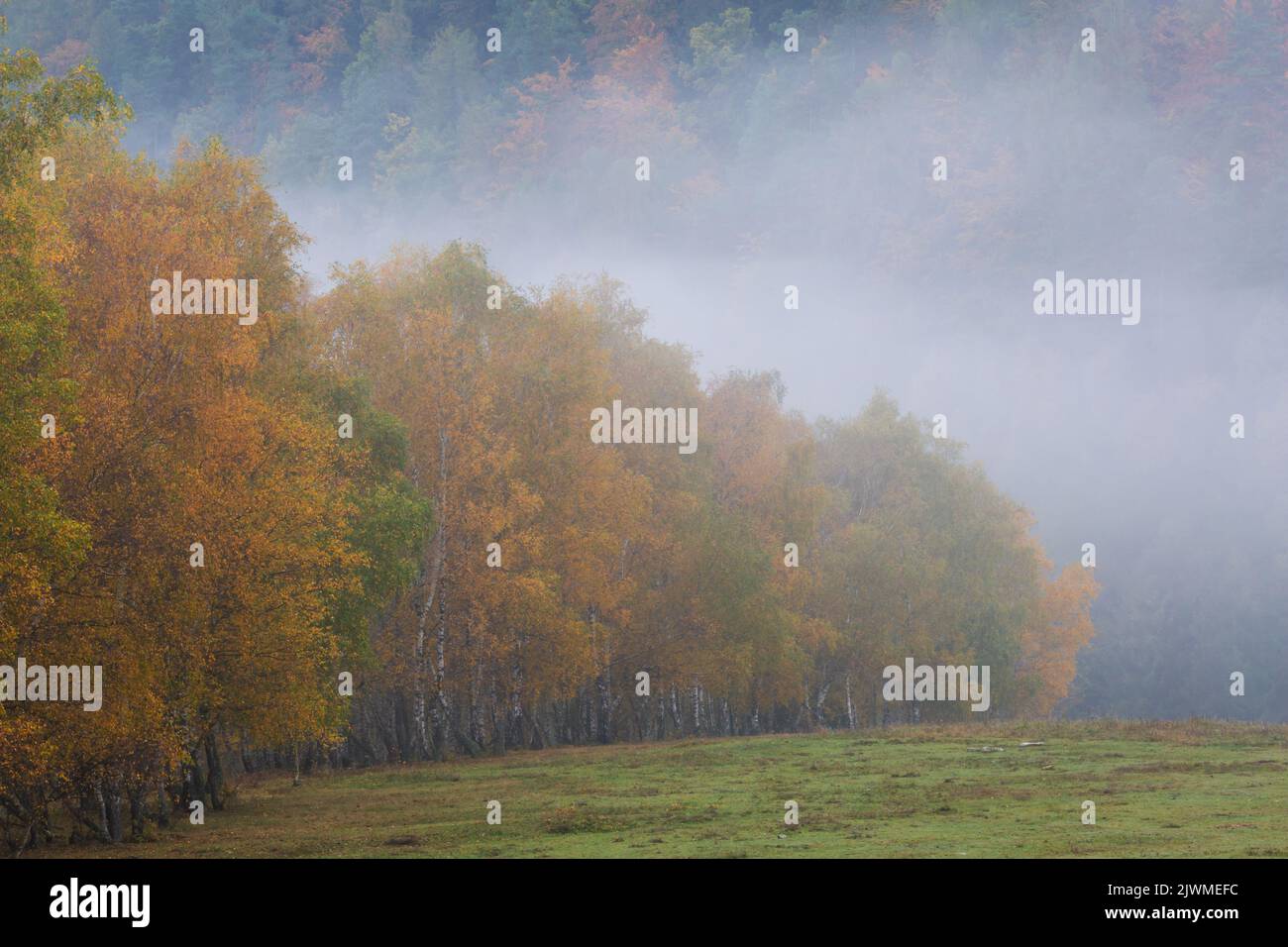 Herbstliche Silber Birke Wald in Turiec Region, Slowakei. Stockfoto