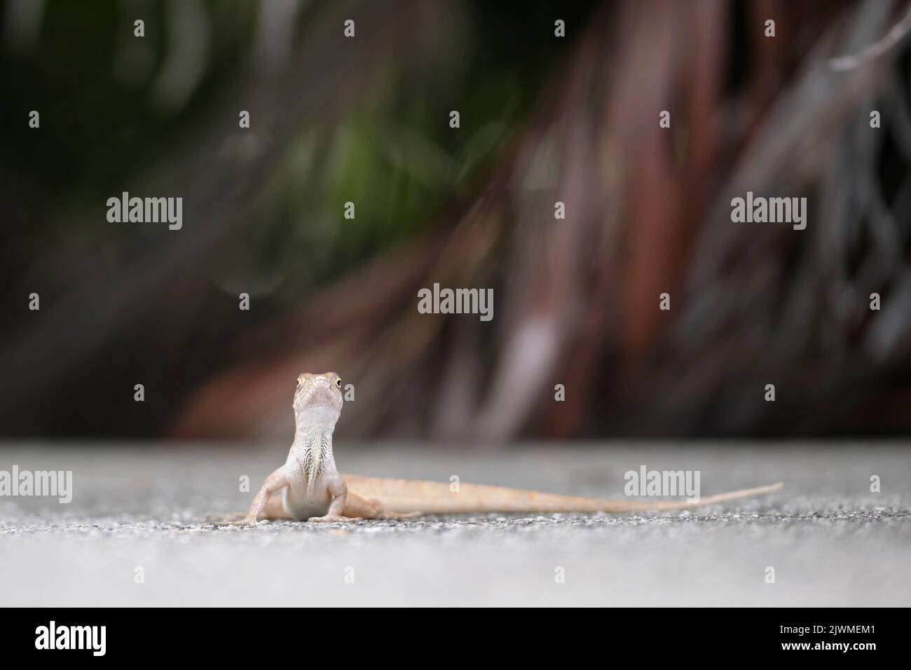Makro-Nahaufnahme der Erwärmung der geblasenen Eidechse in der Sommersonne. Anolis sagrei kleines Reptil aus Florida, USA Stockfoto