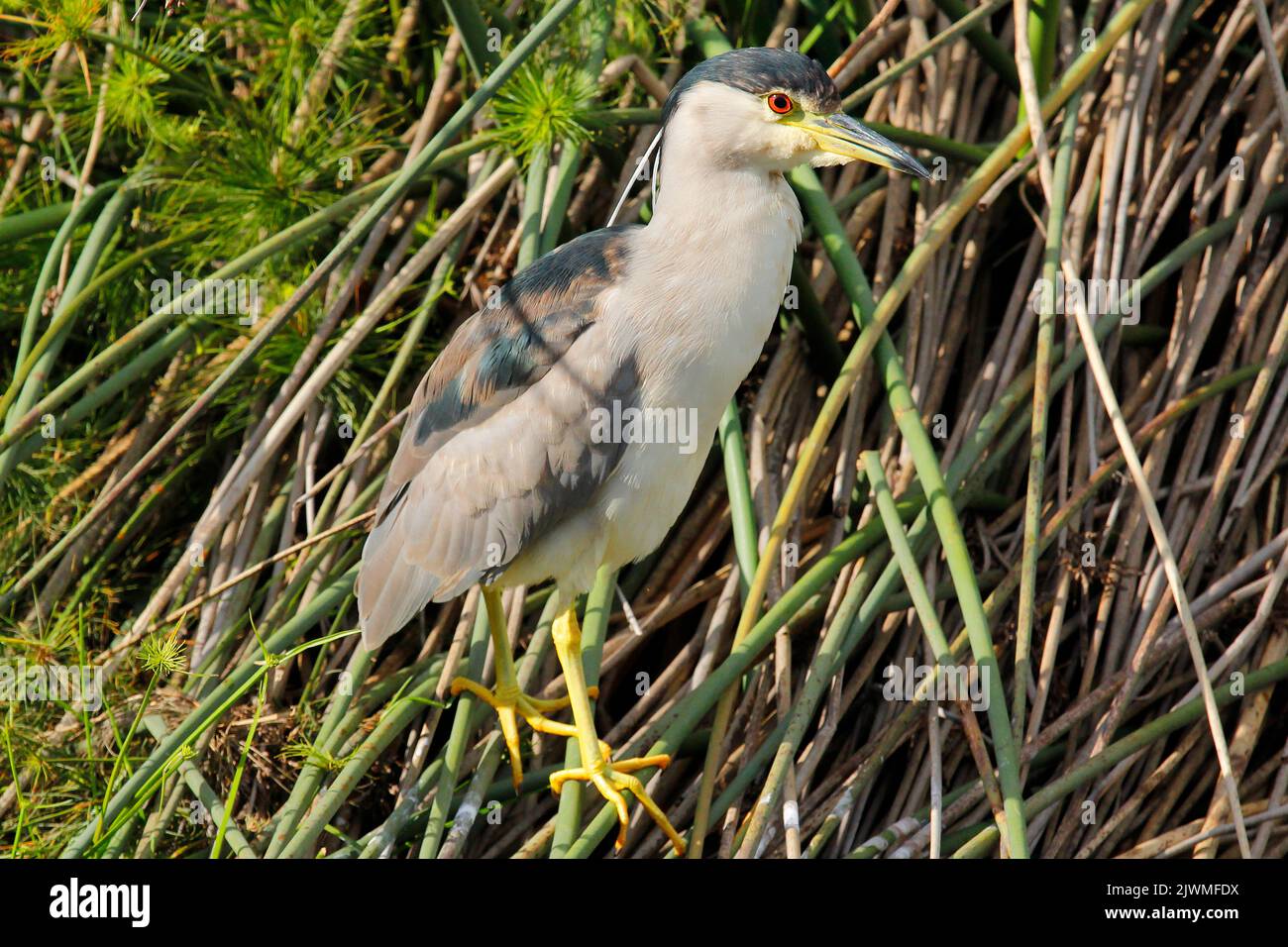 Eine kleine Seeschwalbe, die auf Schilf am Rand des Wassers steht und darauf wartet, dass Fische erscheinen. Stockfoto