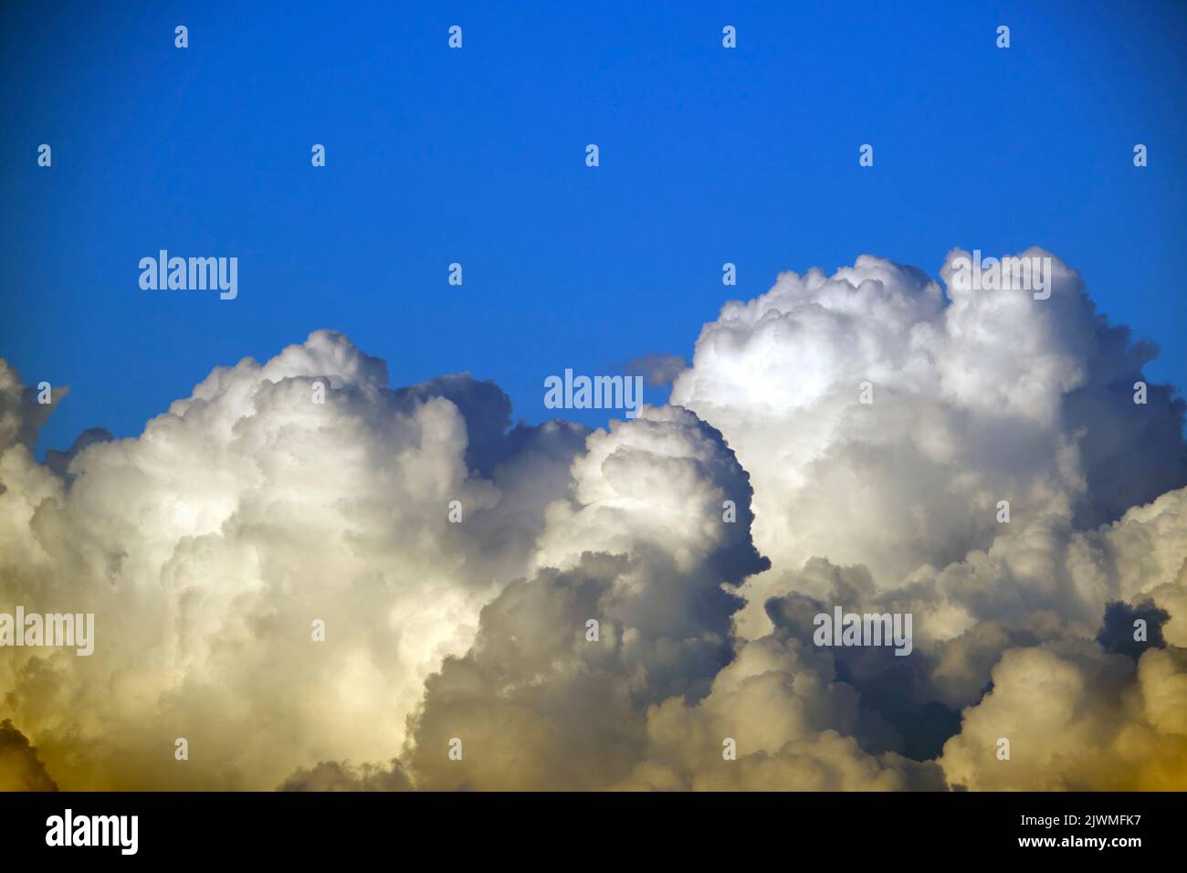 Weiße, flauschige Cumulonimbus-Wolken bilden sich vor dem Gewitter am sommerblauen Himmel. Wechselndes stürmisches Wolkenlandwetter Stockfoto