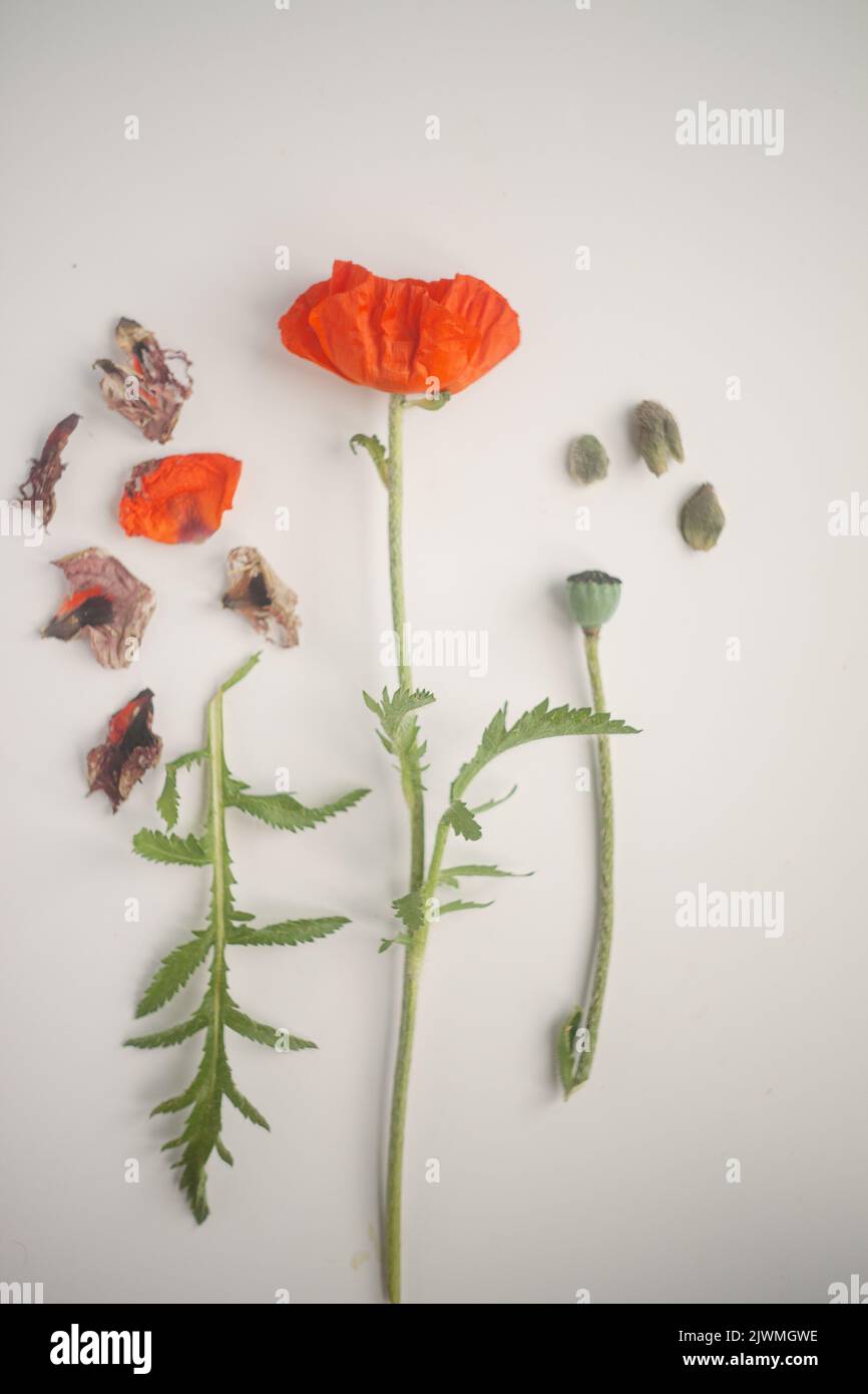 Verschiedene Teile der Mohnblume vor einem weißen Hintergrund Stockfoto