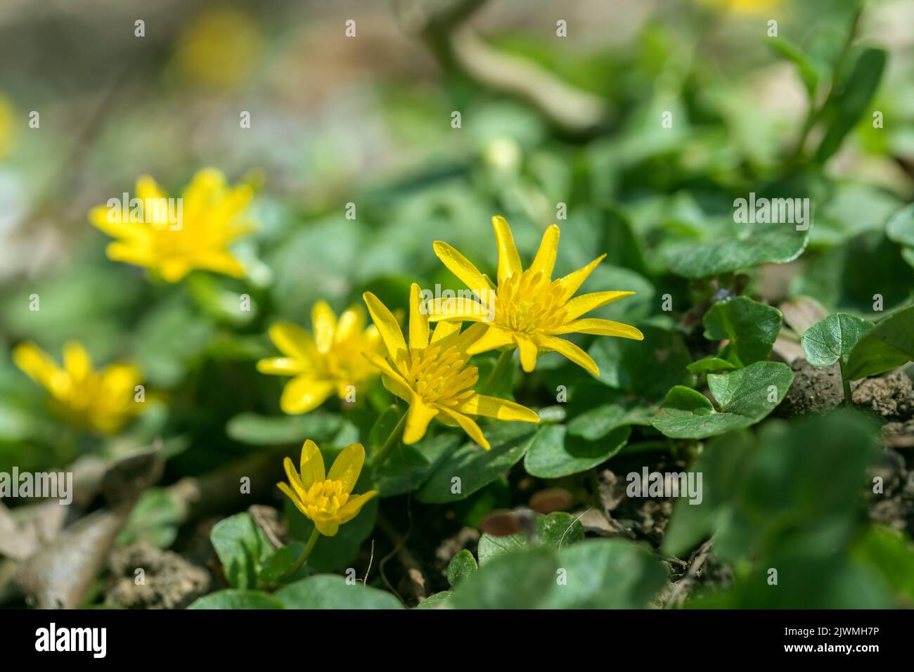 Blumenteppich aus kleinerem Celandin (Ficaria verna). Stockfoto