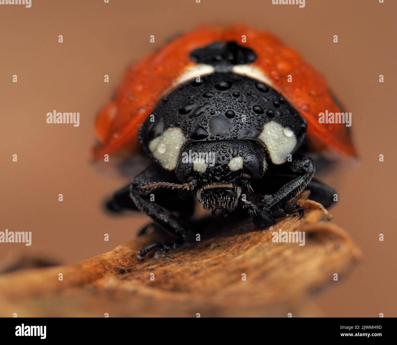 Frontansicht des 7-Punkt-Marienkäfer (Coccinella septempunctata) mit Regentropfen. Tipperary, Irland Stockfoto