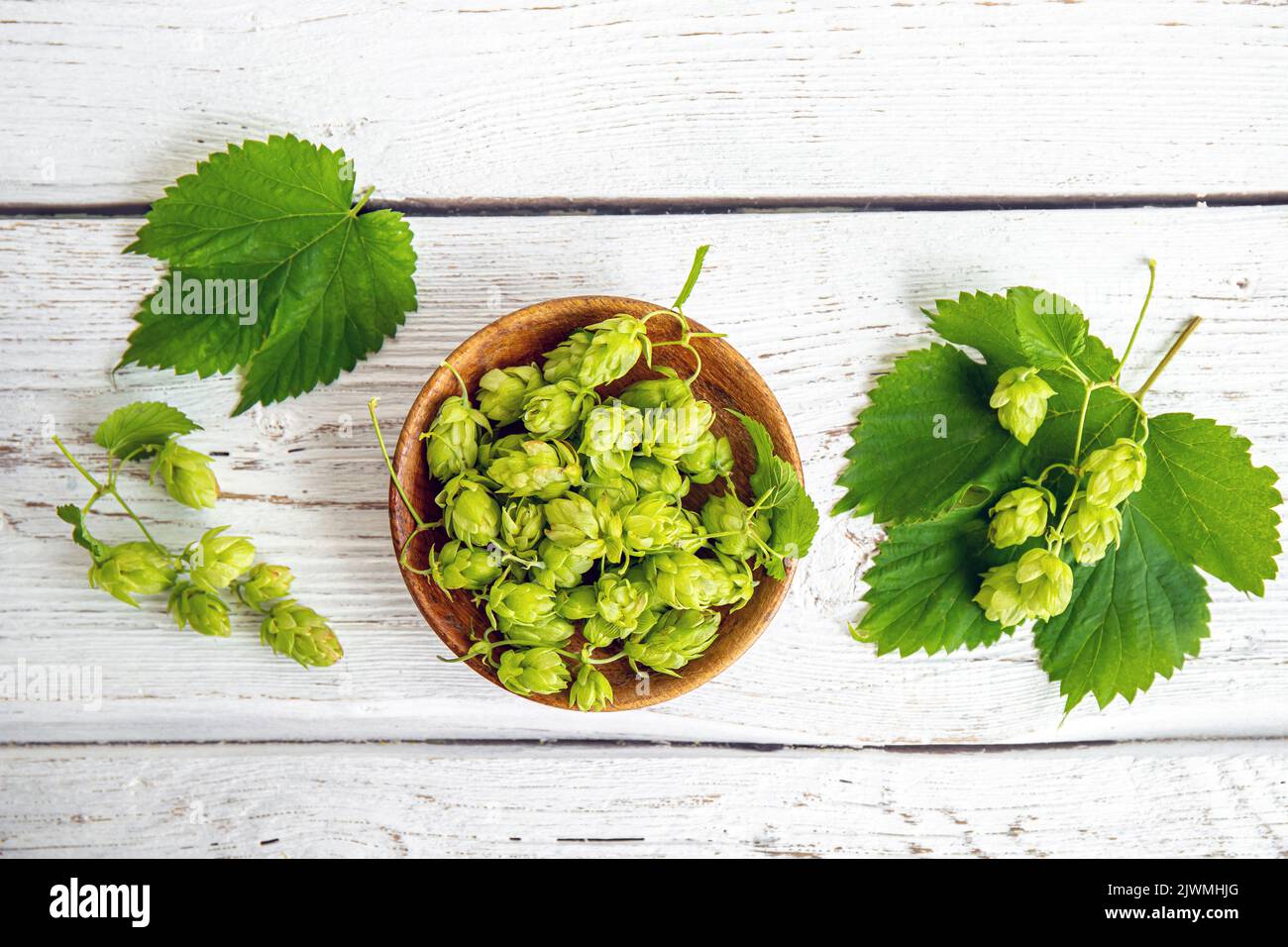 Gepflückt pflanzliche Heilpflanze Humulus lupulus, der gemeinsame Hopfen oder Hopfen. Hopfenblumen in Holzschüssel auf weißem Holz Hintergrund, innen zu Hause. Flache Lay-Ansicht Stockfoto