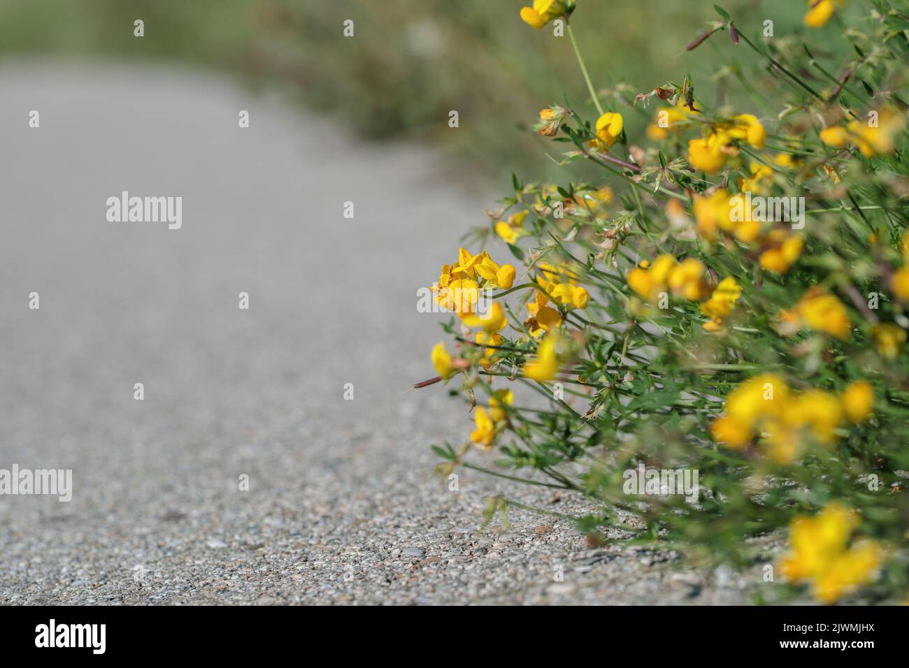 Gewöhnlicher Vogelfußkäfer (Lotus corniculatus) auf einem Wegrand, Stockfoto