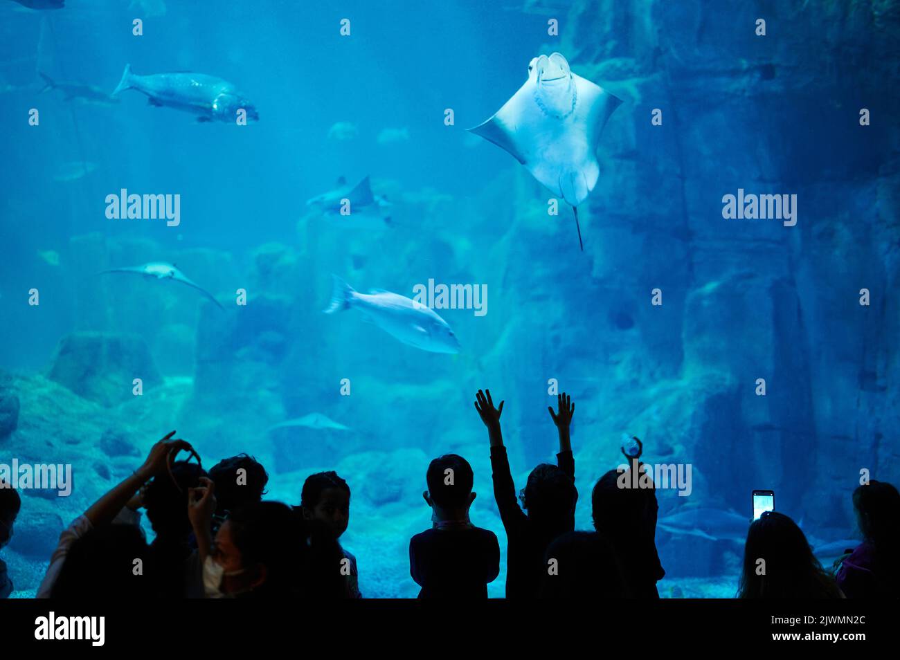 Die Menschen beobachten das Unterwasserleben im Aquarium. Viele Fische im blauen Wasser mit Menschen Silhouette Stockfoto