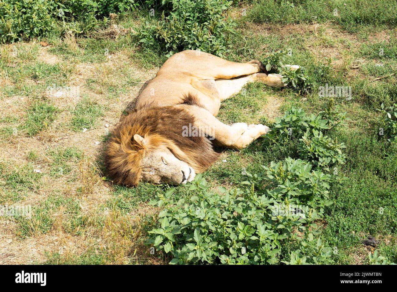 Ein wilder, schöner Löwe ruht auf dem grünen Gras der Savanne. Ein sonniger Tag. Tiere erkunden gerne die Umgebung auf die Schlaue. Stockfoto