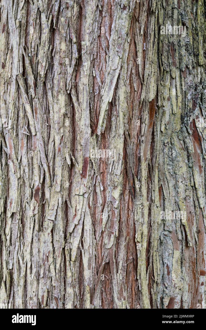 Nahaufnahme der Rinde des Sumpfzypressebaums, Taxodium destichum, aus dem Südosten der Vereinigten Staaten. Stockfoto