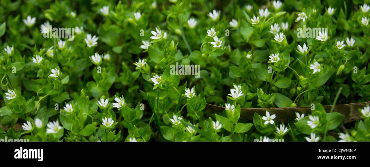 Kleine Blumen auf einem grünen Teppich Stockfoto