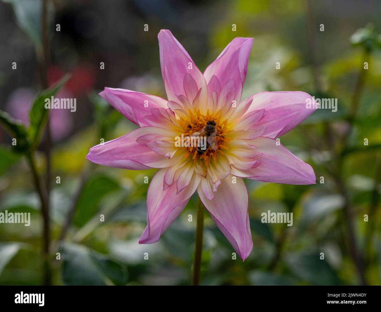 Honigbiene auf einer wunderschönen Blume von Dahlia 'Fancy Pants', die in einer erhöhten Pflanzengrenze angebaut wird. Stockfoto