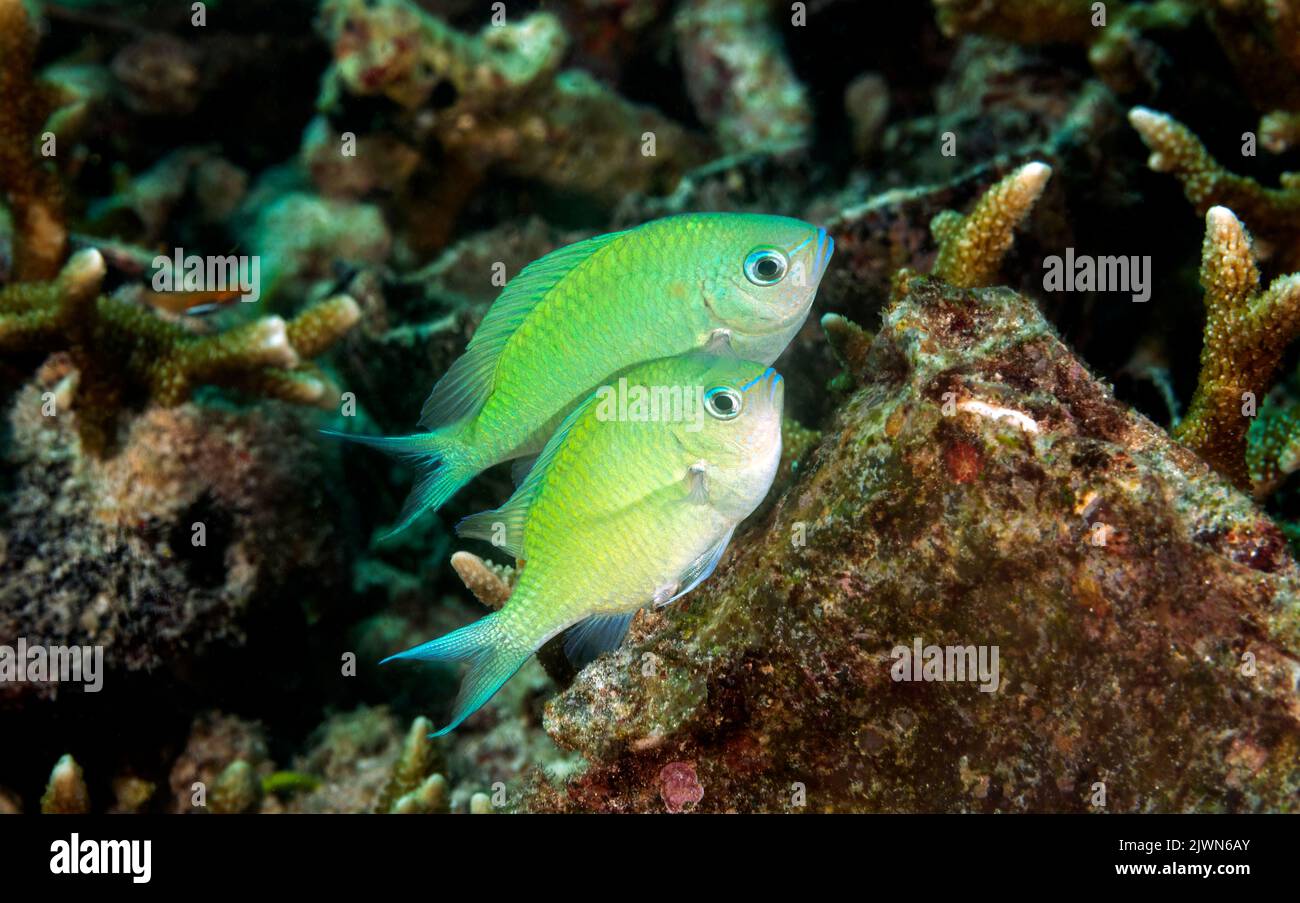 Blaue Chromis, Chromis viridis, Paarungsverhalten Raja Ampat Indonesia Stockfoto