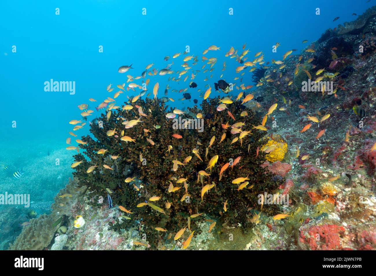 Riff landschaftlich mit Anthias Raja Ampat Indonesien Stockfoto