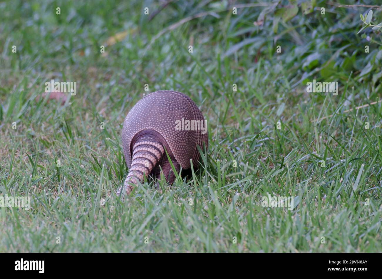 Neunband Armadillo, Dasypus novemcinctus, Hinterende und Schwanz Stockfoto