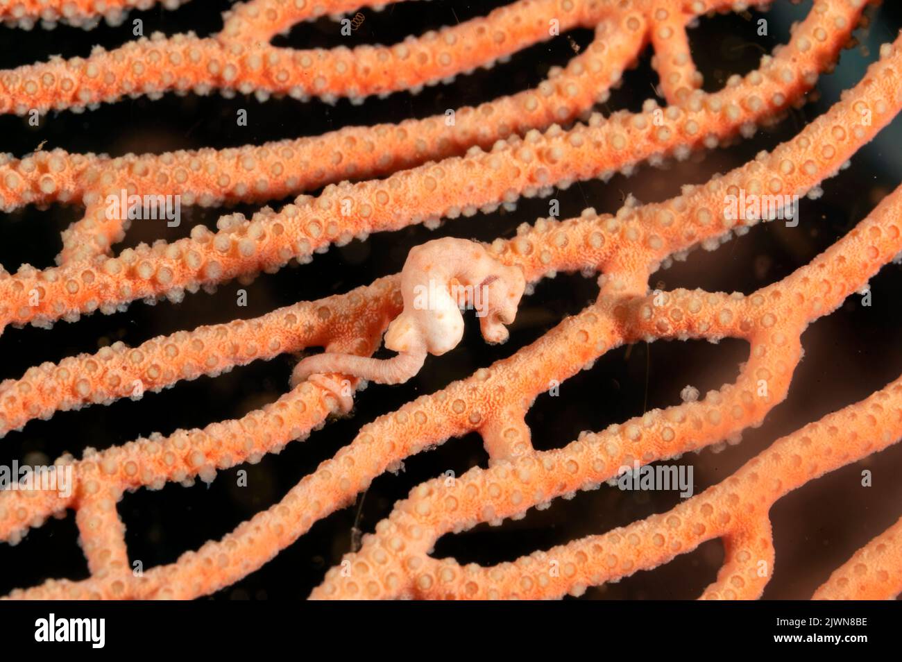 Pygmäen-Seepferd, Hippocampus denise, Raja Ampat Indonesien Stockfoto