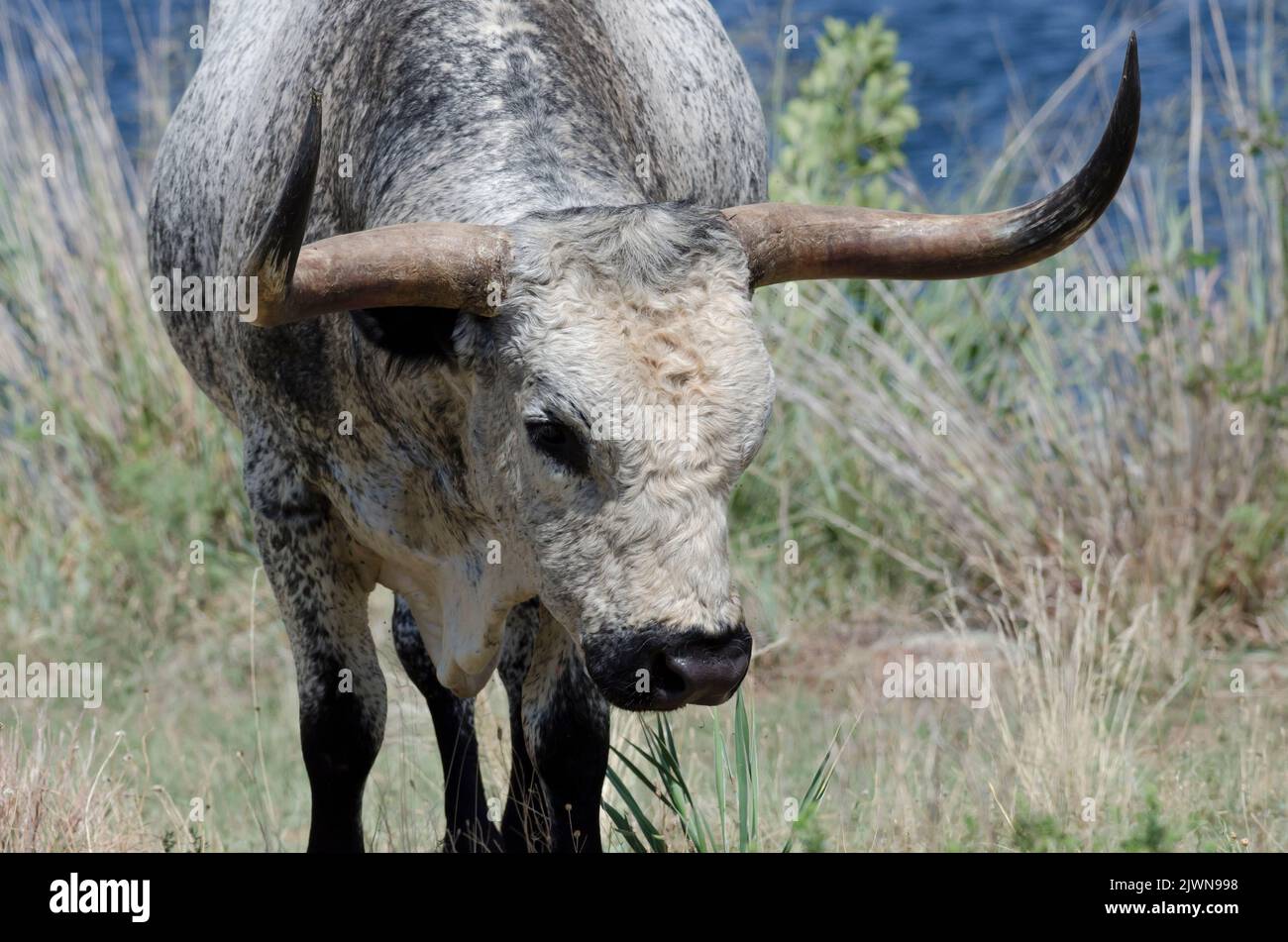 Texas Longhorn, Bos taurus taurus, Stier Stockfoto