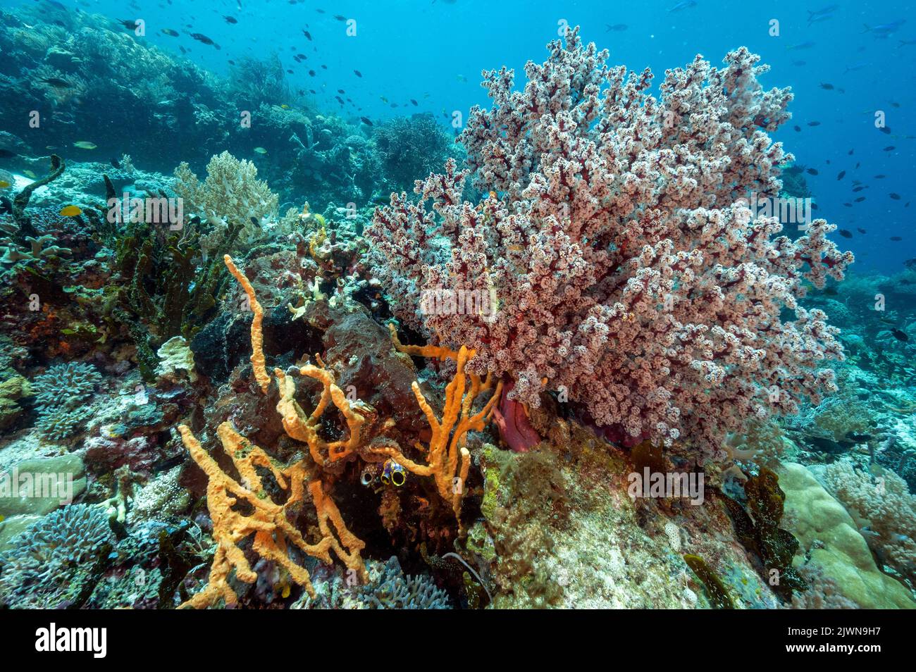 Riff landschaftlich mit Weichkorallen und Schwämmen, Raja Ampat Indonesien. Stockfoto