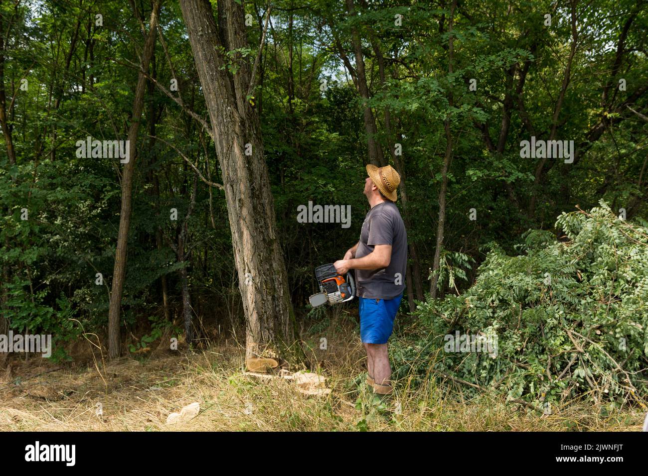 Ein Mann mit einer Kettensäge schaut auf einen großen Akazienbaum und bereitet sich darauf vor, ihn an einem Sommertag im Wald abzuschneiden Stockfoto
