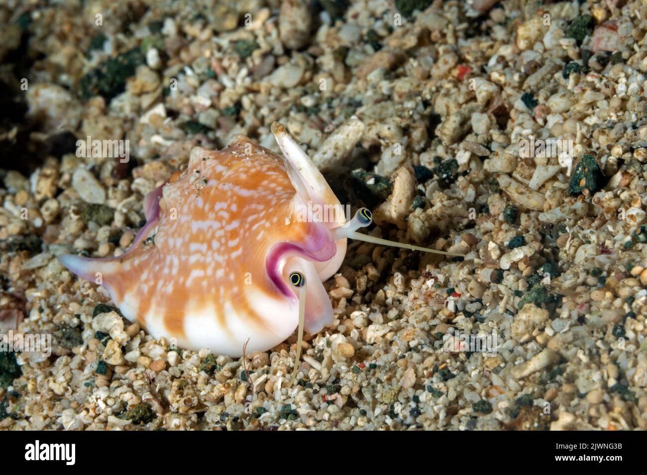 Blasenmuschel Strombois Shell, Strombus bulla, Raja Ampat Indonesien. Stockfoto