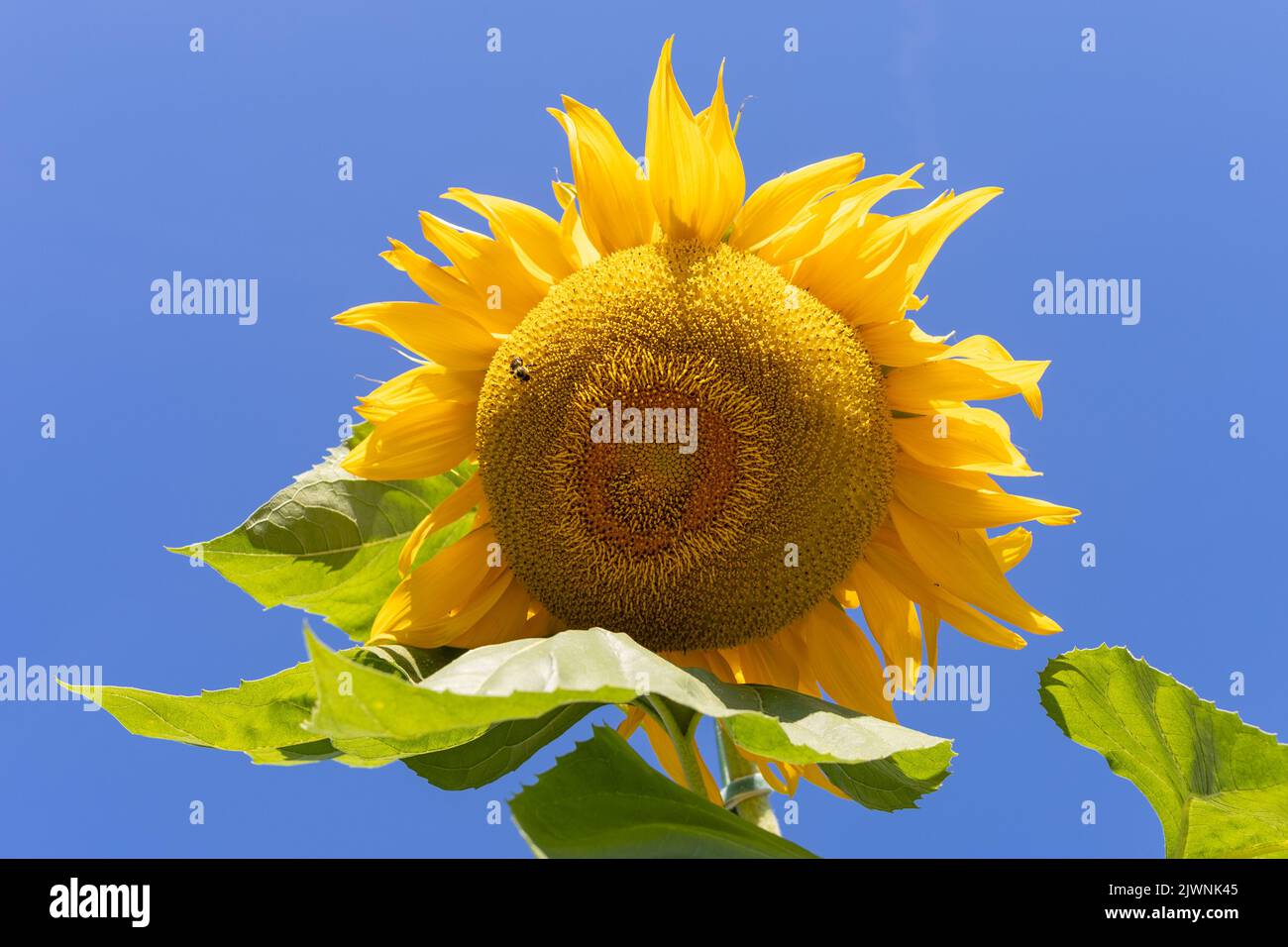 Sonnenblume mit einer kleinen Biene auf ihr gegen einen blauen Himmel Stockfoto
