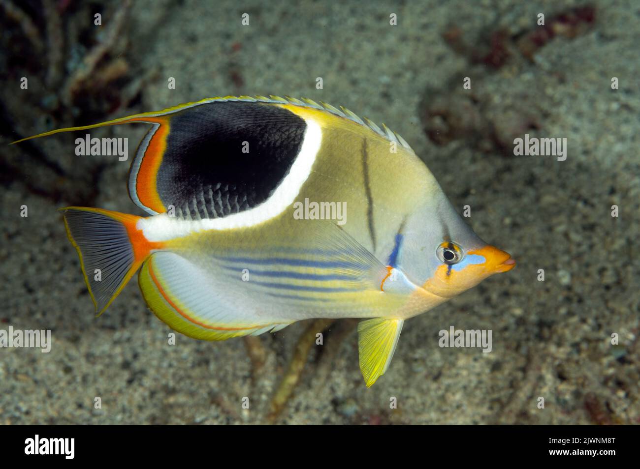 Gesattelte Falterfische, Chaetodon ephippium, Raja Ampat Indonesien Stockfoto