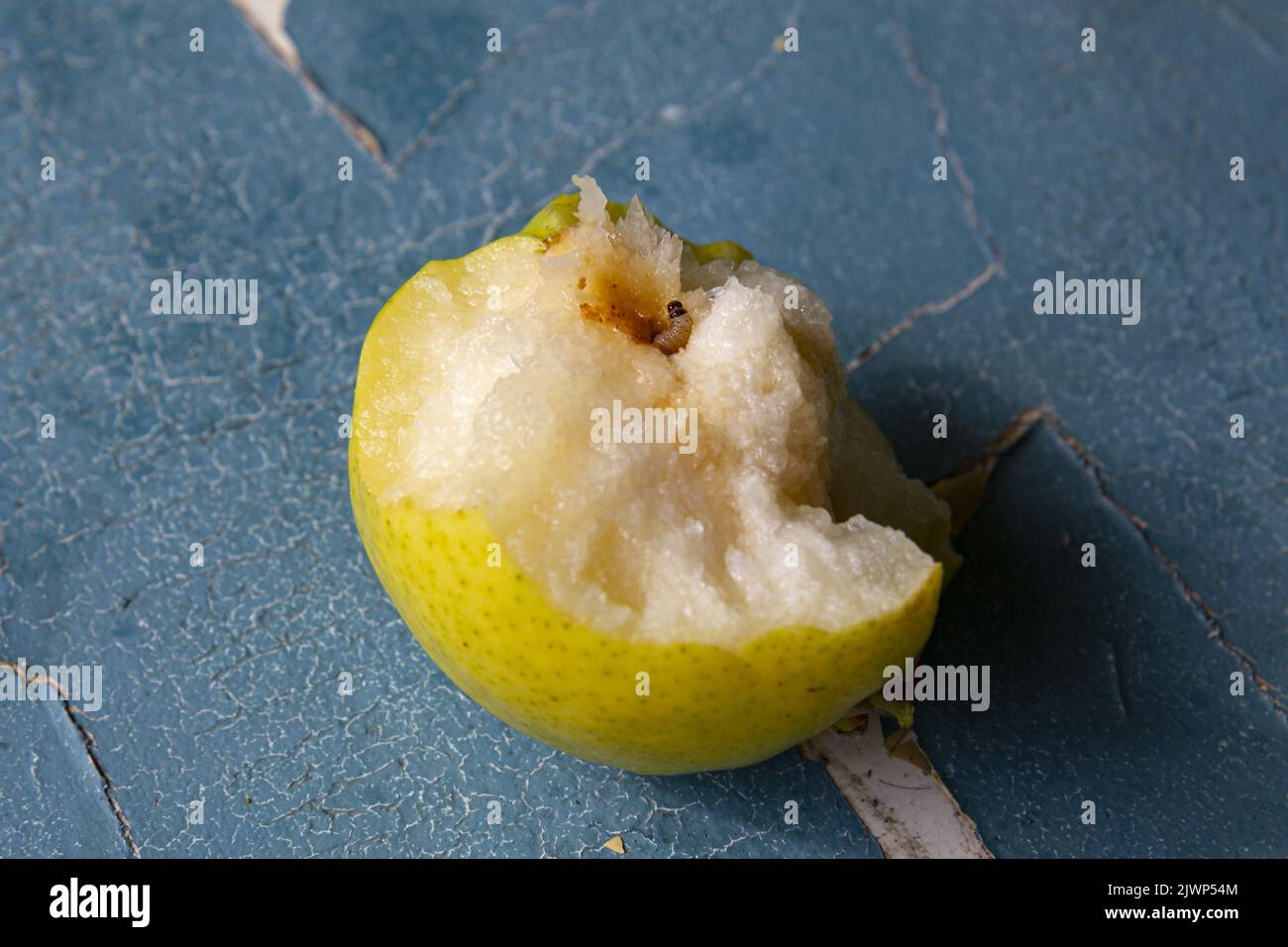 Ein Wurm frisst eine Frucht auf einem authentischen, blau gesprungenen Hintergrund. Stockfoto