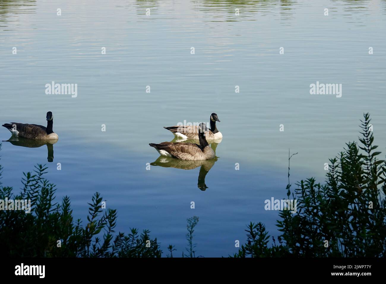 im see Fotos und Bildmaterial in hoher Auflösung Alamy