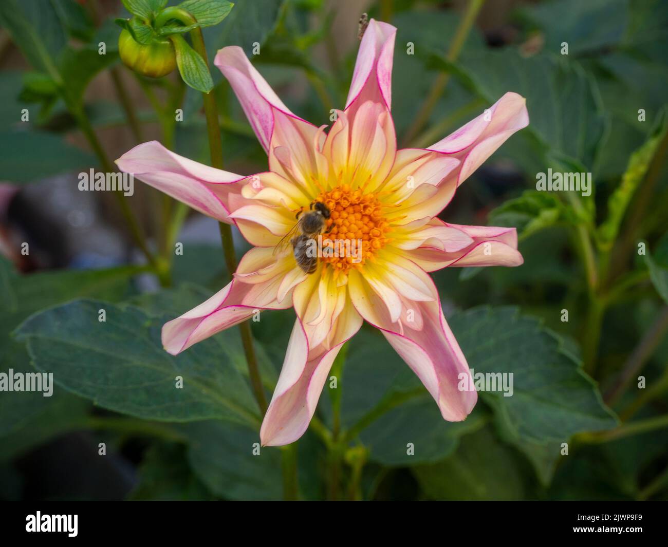Honigbiene auf einer wunderschönen Blume von Dahlia 'Fancy Pants', die in einer erhöhten Pflanzengrenze angebaut wird. Stockfoto