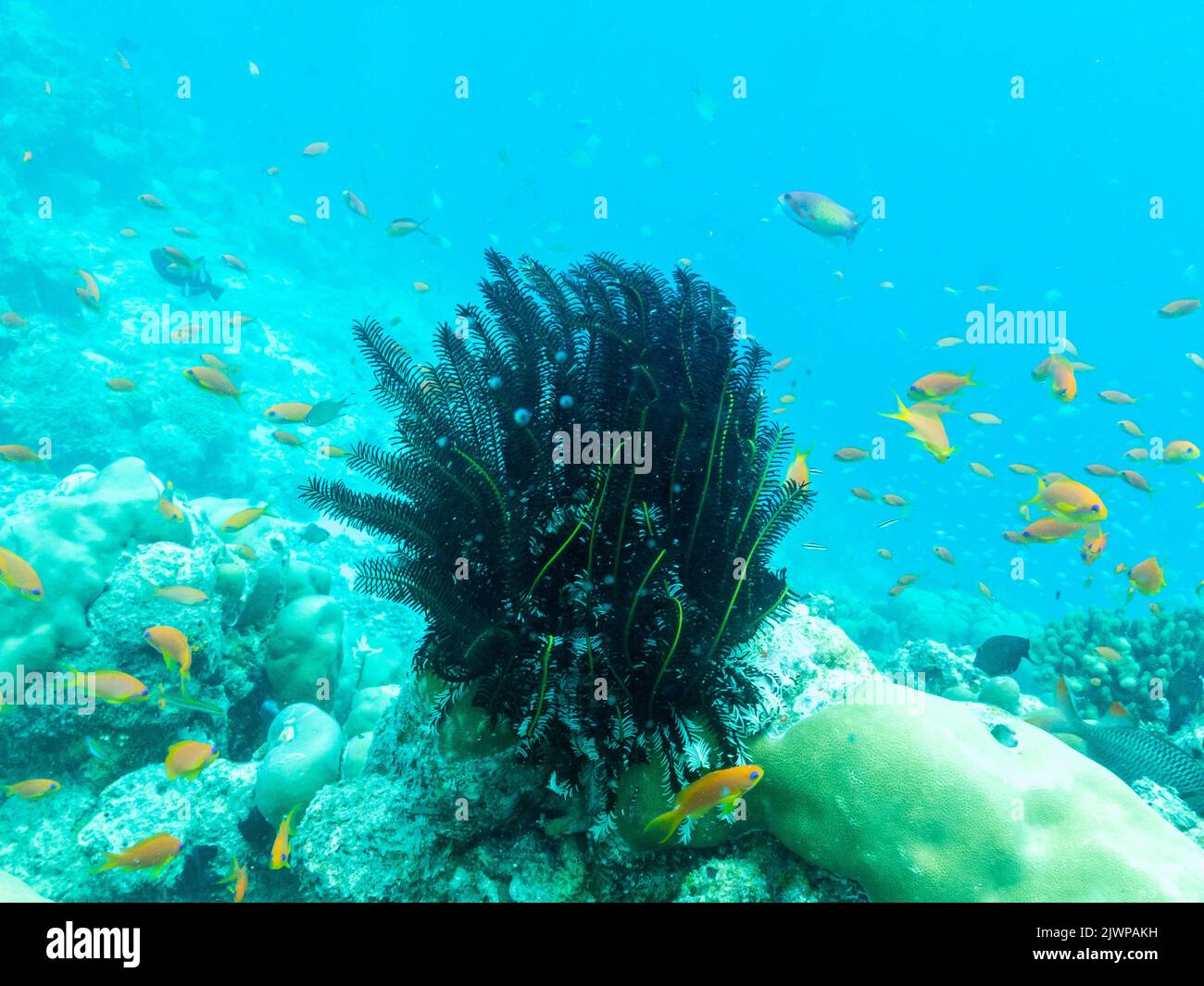 Bunte Korallen und kleine exotische Fische in den Tiefen des Indischen Ozeans, maldivische Inseln. Stockfoto