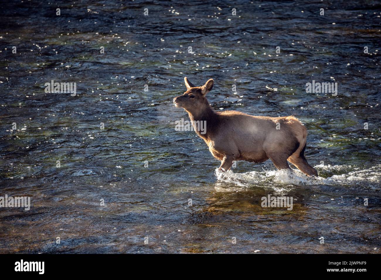 WY05033-00....WYOMING - Junge Elche im Fire Hole River, Yellowstone National Park. Stockfoto