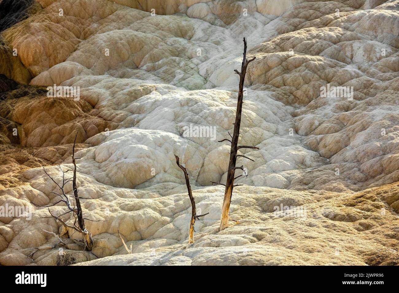 WY05046-00..... WYOMING – Tote Bäume in den unteren Terrassen von Mammoth Hot Springs, Yellowstone National Park. Stockfoto