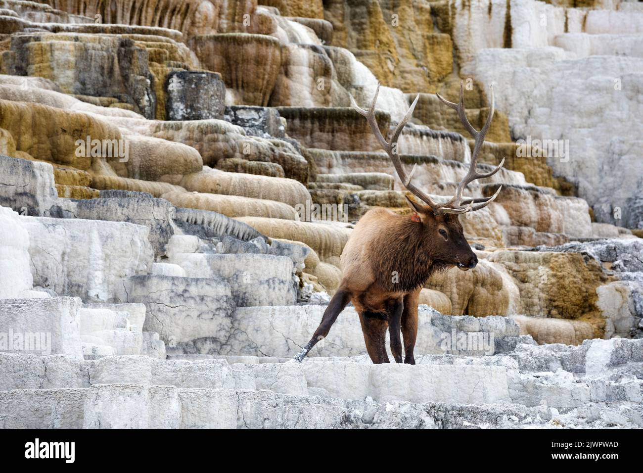 WY05054-00..... WYOMING - Bull Elk (Cervus canadensis) Yellowstone National Park, Mammoth Hot Springs Area. Stockfoto
