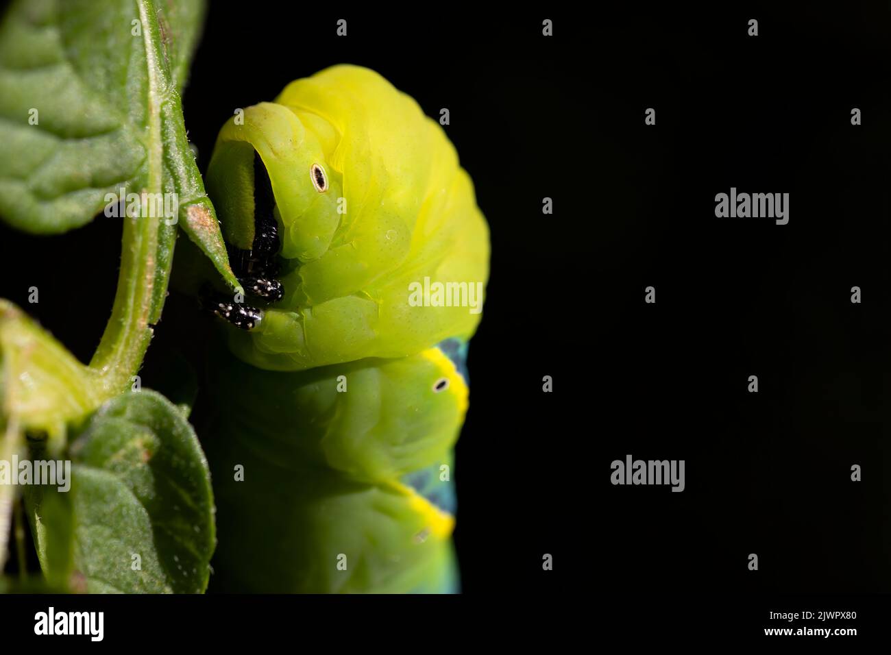 Seitenansicht einer erwachsenen acherontia atropos Raupe auf einem Zweig einer Kartoffelpflanze mit dunklem Hintergrund. Naturfotografie. Speicherplatz kopieren. Stockfoto