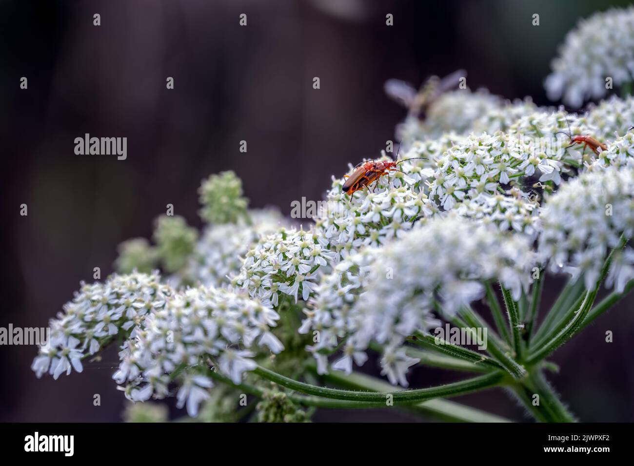 Im Sommer käfer von Rhagonycha fulva oder roten Soldaten auf gewöhnlicher Schwalbe Stockfoto