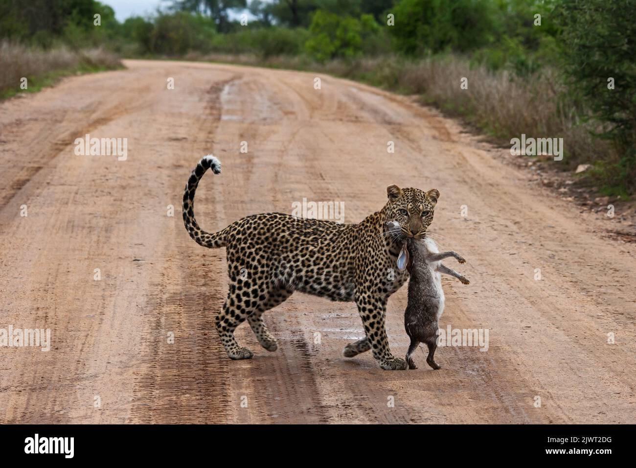 Leopard (Panthera pardus) mit Scrub Hare (Lepus saxatilis) Beute 15171 Stockfoto
