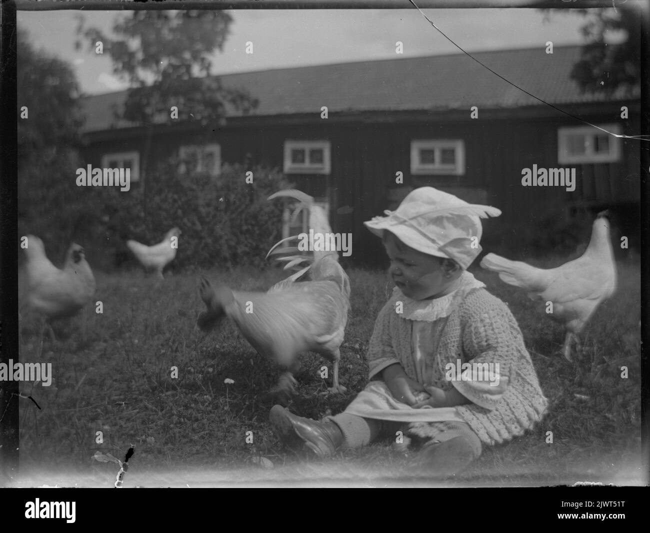 Hier sitzt Sören Brundin, vielleicht 1 im Jahr 1923, in Hemlinggrind, wo er sich für Hähne und Hühner interessiert. Här sitter Sören Brundin, kanske 1 år 1923, i Hemlinggrind, där han intresserar SIG för tuppar och hönor. Stockfoto