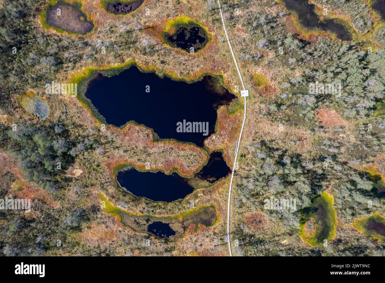 Viru-Moor in Estland, in der Nähe von Tallinn Stockfoto