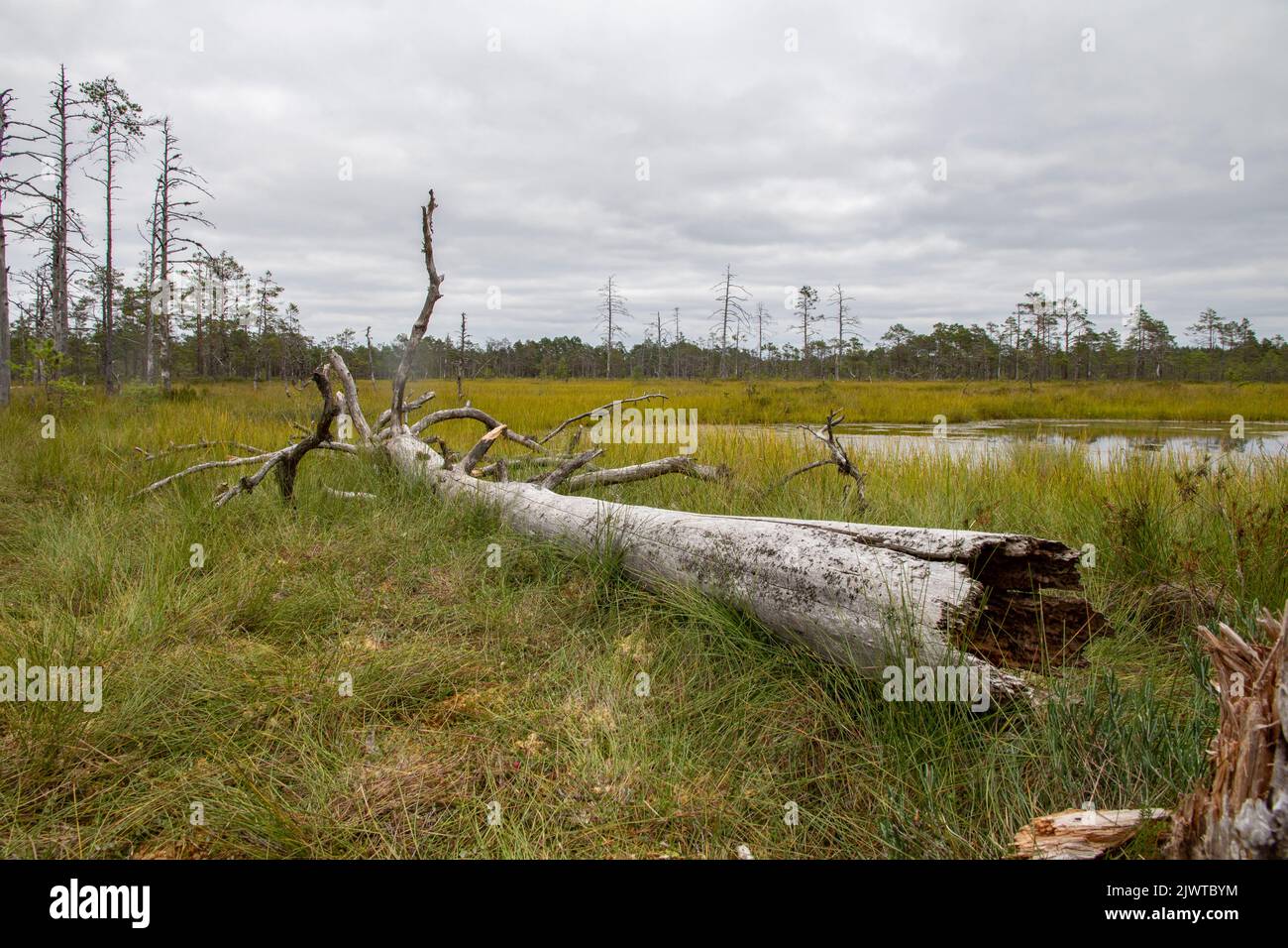 Viru-Moor in Estland, in der Nähe von Tallinn Stockfoto