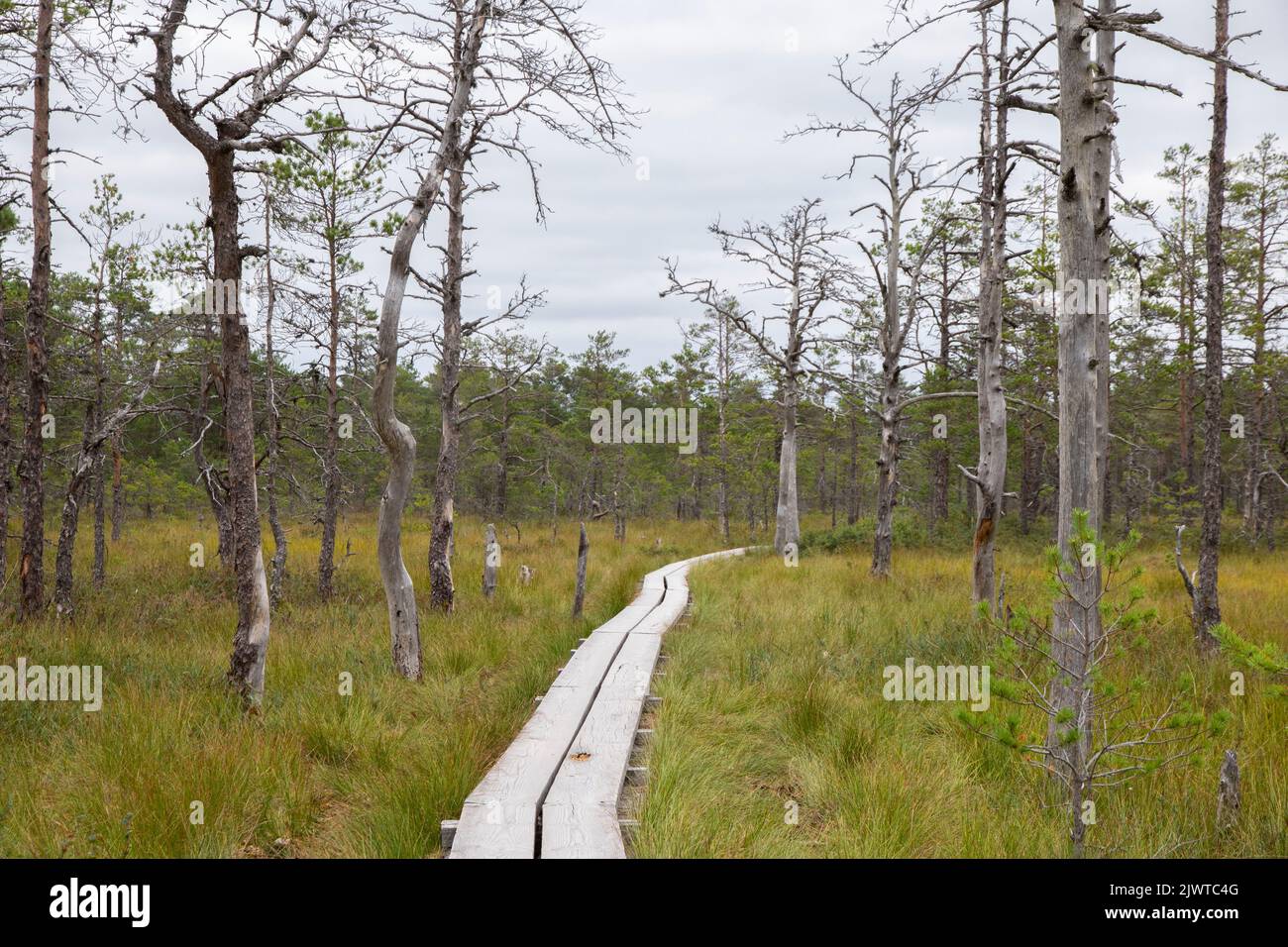 Viru-Moor in Estland, in der Nähe von Tallinn Stockfoto