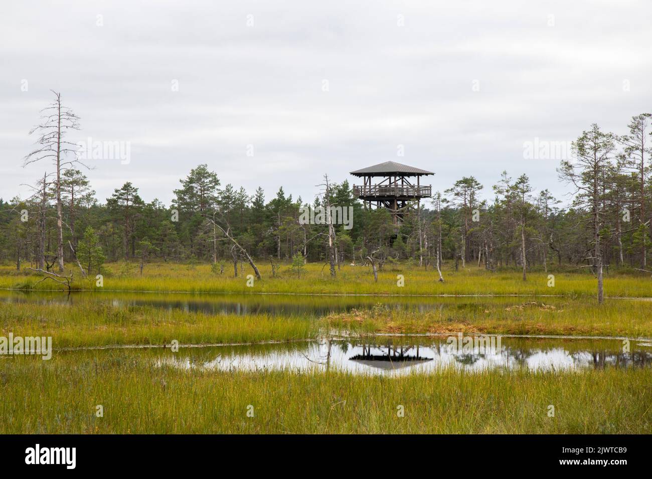 Viru-Moor in Estland, in der Nähe von Tallinn Stockfoto