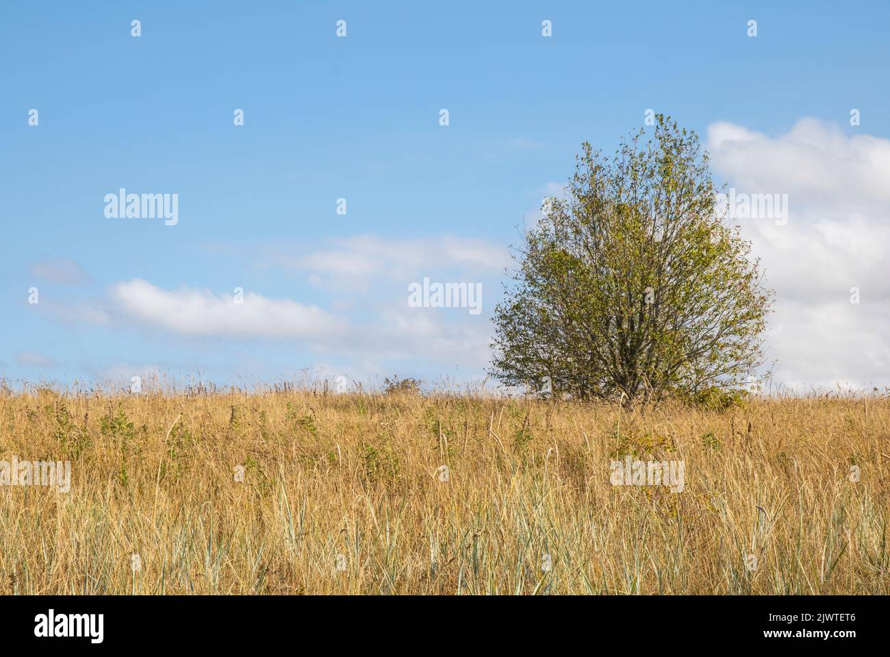 Eine Wiese und Bäume während autimn in Estland Stockfoto